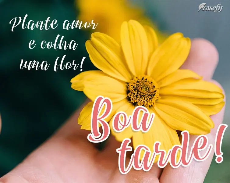 Plante amor e colha uma flor!  Boa tarde!