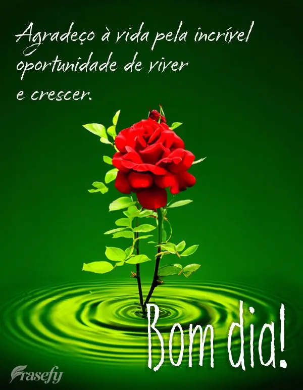 Agradeço à vida pela incrível oportunidade de viver e crescer. Bom dia!