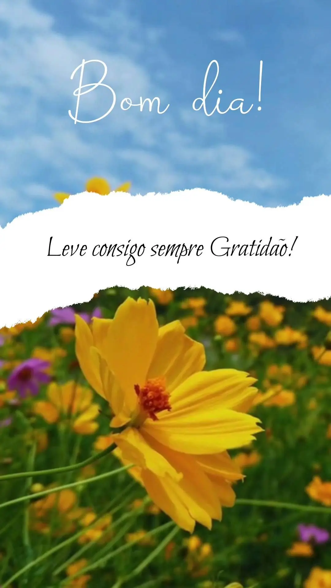 Leve consigo sempre Gratidão!  Bom dia!