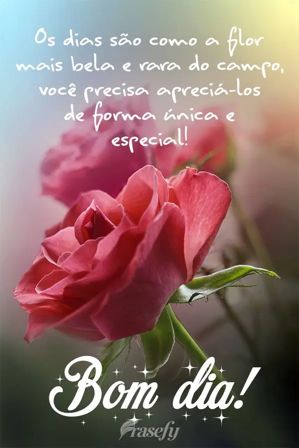 Os dias são como a flor mais bela e rara do campo, você precisa apreciá-los de forma única e especial!  Bom dia!