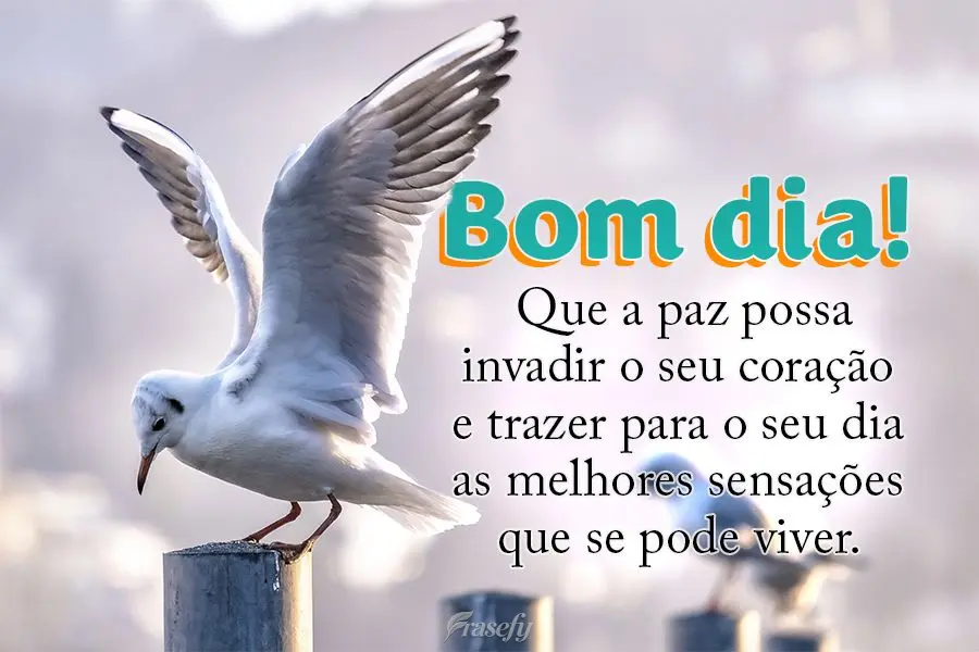 Que a paz possa invadir o seu coração e trazer para o seu dia as melhores sensações que se pode viver. Bom dia!