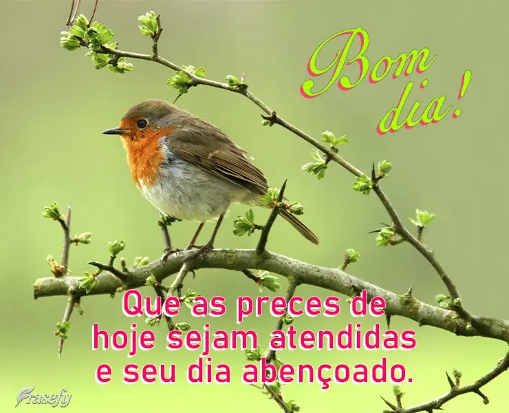Que as preces de hoje sejam atendidas e seu dia abençoado. Bom dia!