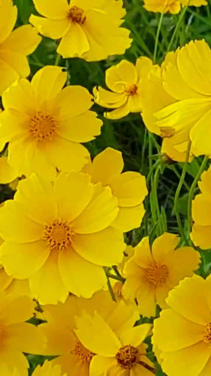 Todos os dias
Temos a chance de um novo recomeço...
Chance de perdoar;
Chance de ser perdoado;
De amar;
De ser amado;
Escolha a felicidade acima d...