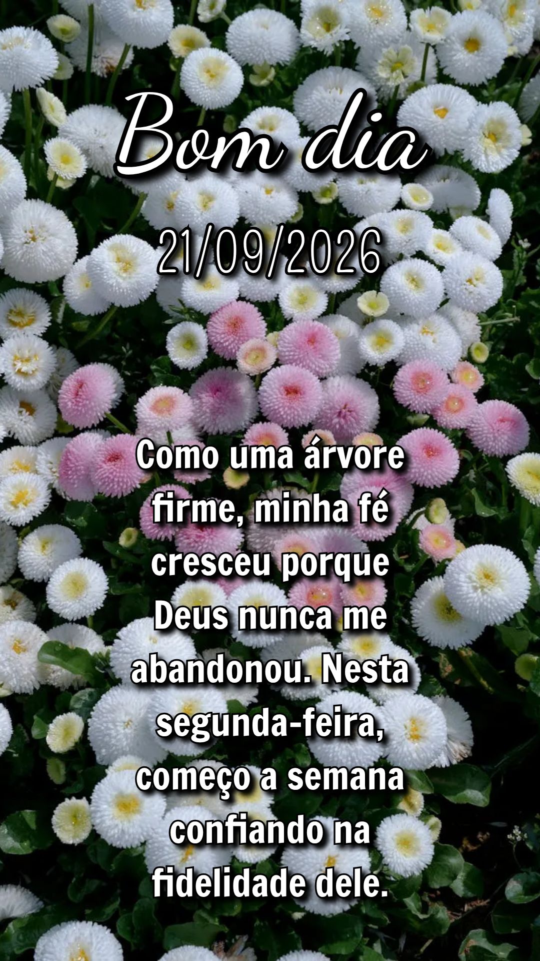 Como uma árvore firme, minha fé cresceu porque Deus nunca me abandonou. Nesta segunda-feira, começo a semana confiando na fidelidade dele.