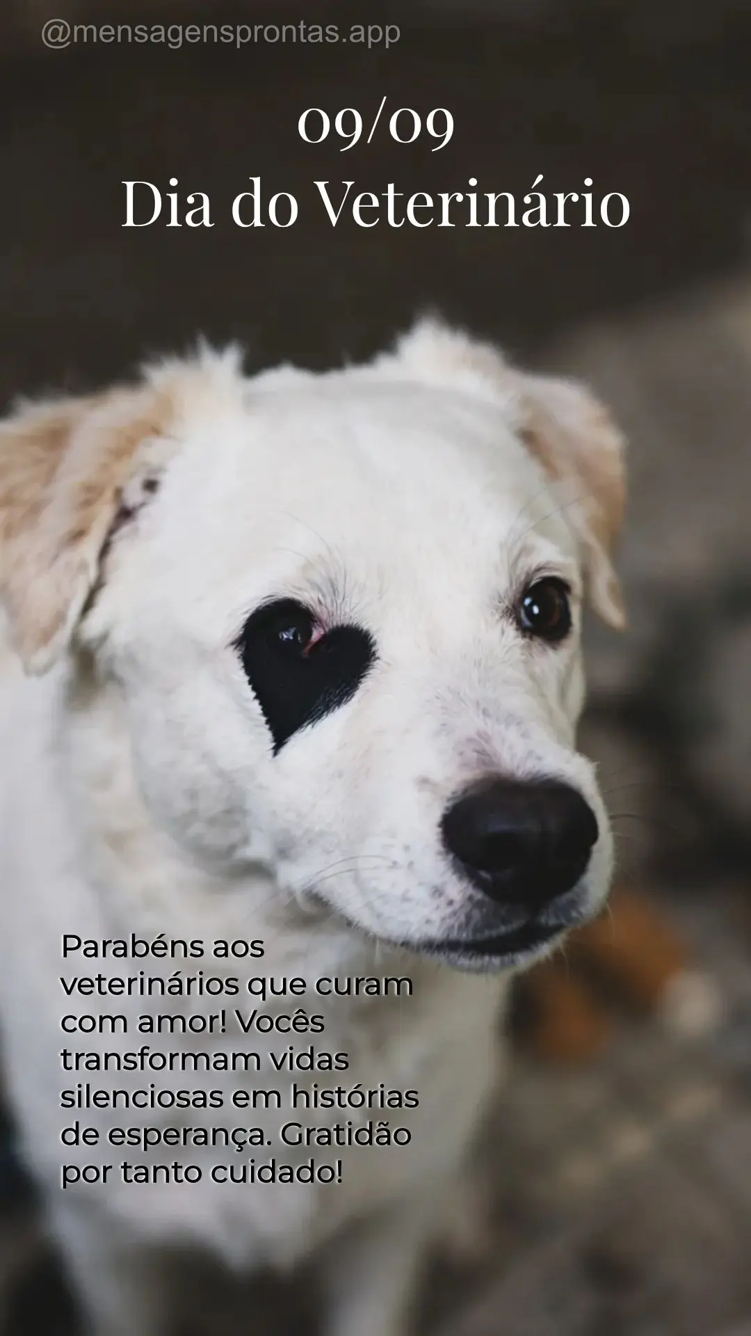 Parabéns aos veterinários que curam com amor! Vocês transformam vidas silenciosas em histórias de esperança. Gratidão por tanto cuidado!  09/09 Dia...