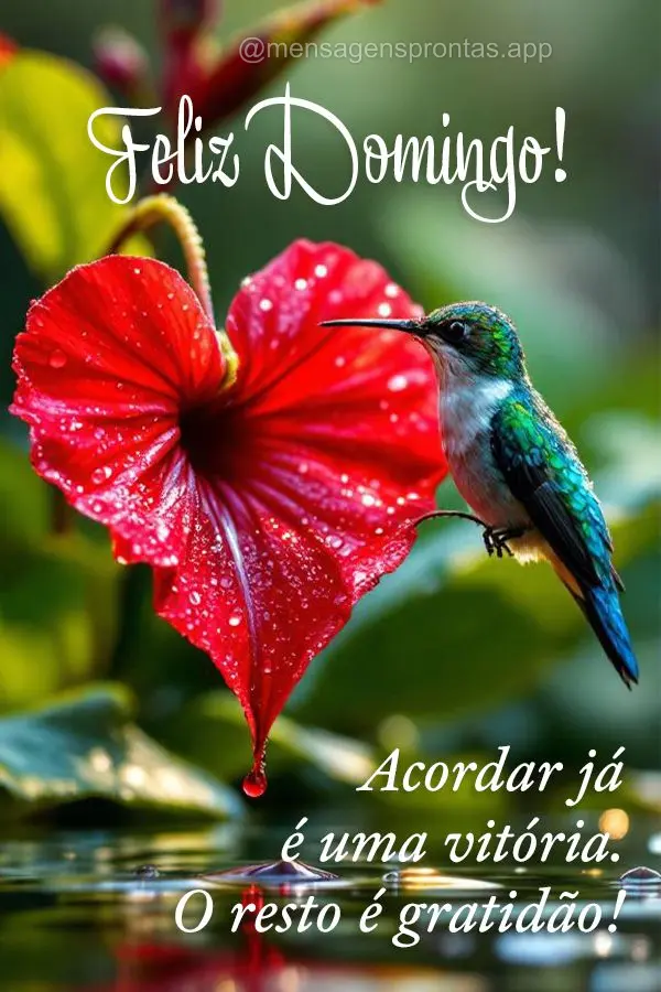 Acordar já é uma vitória. O resto é gratidão. Feliz Domingo!
