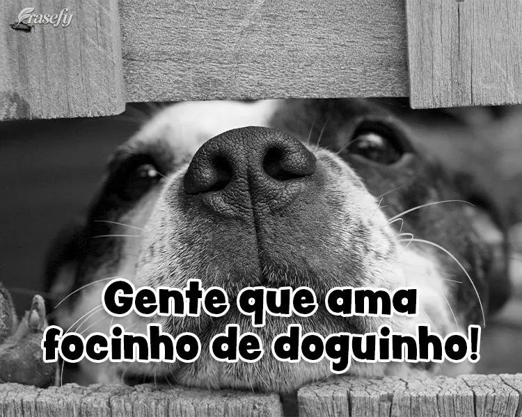 Gente que ama focinho de doguinho!