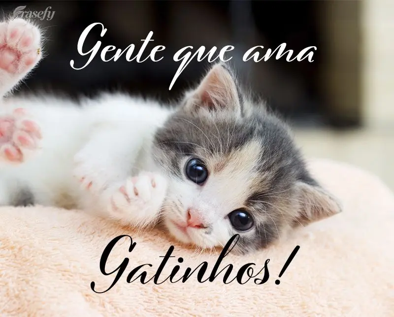 Gente que ama gatinhos!