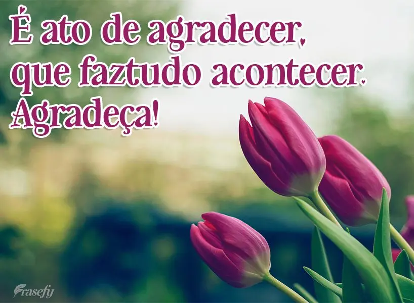 É o ato de agradecer, que faz tudo acontecer. Agradeça!