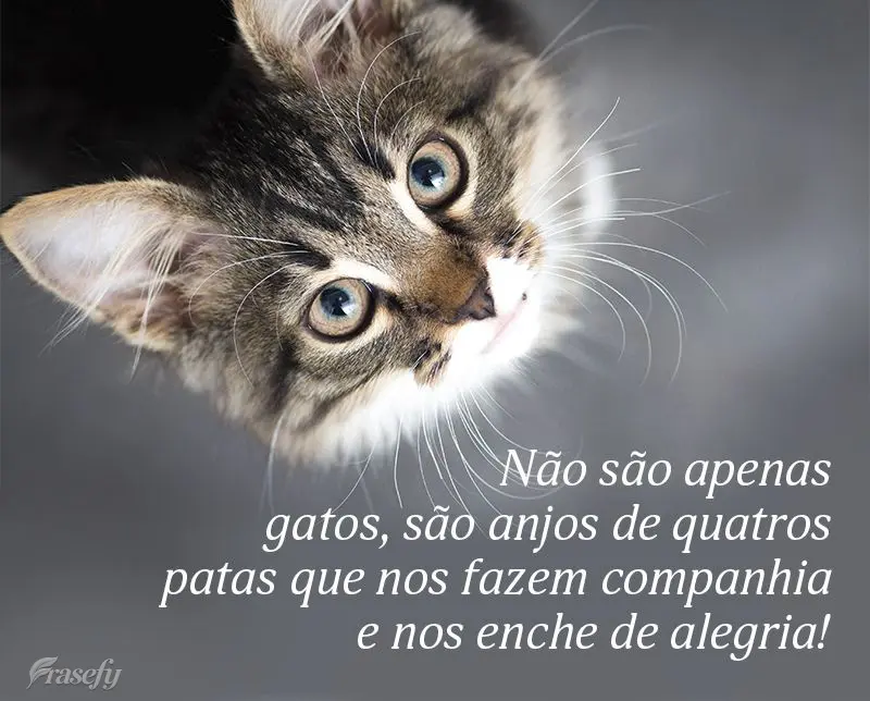 Não são apenas gatos, são anjos de quatros patas que nos fazem companhia e nos enche de alegria!