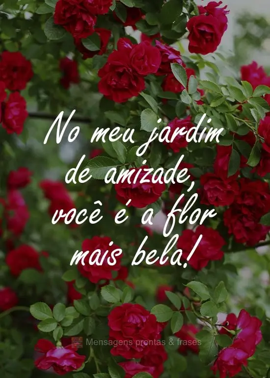 No meu jardim de amizade, você é a flor mais bela!
