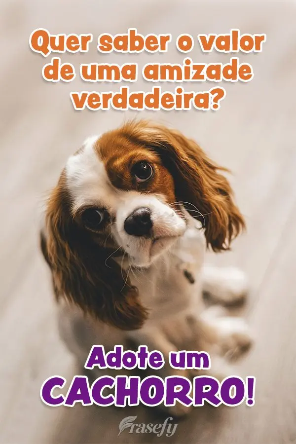Quer saber o valor de uma amizade verdadeira? Adote um cachorro!