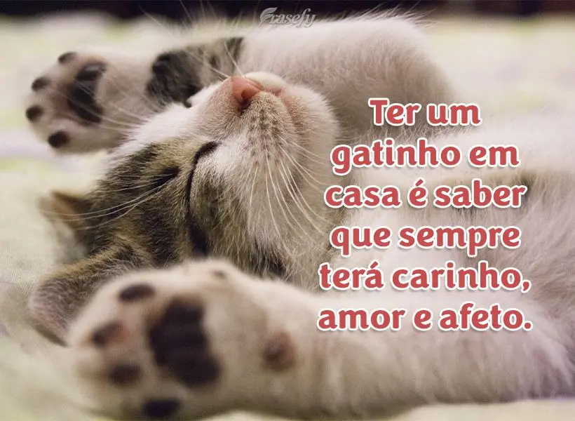 Ter um gatinho em casa é saber que sempre terá carinho, amor e afeto.