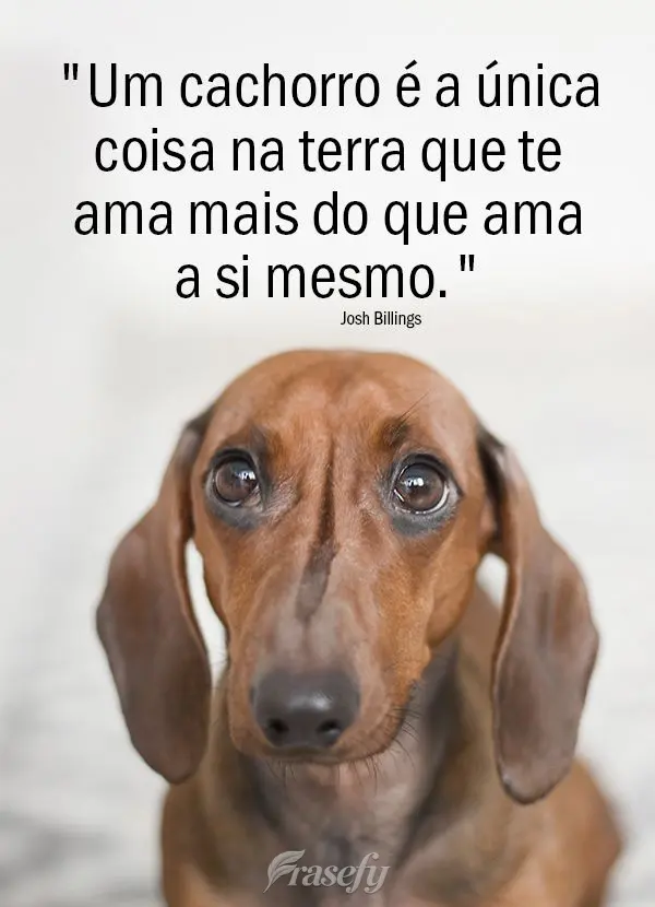 "Um cachorro é a única coisa na terra que te ama mais do que ama a si mesmo." Josh Billings